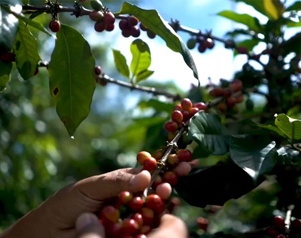Video Image